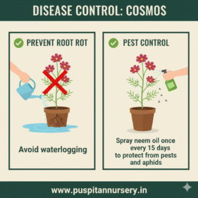 cosmos mixed Disease Control