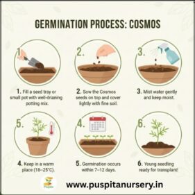 cosmos mixed Germination Process