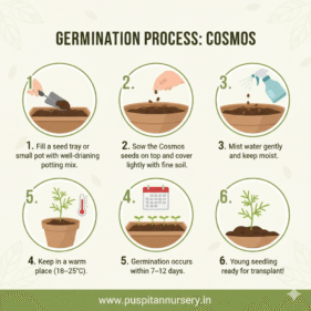 cosmos mixed Germination Process