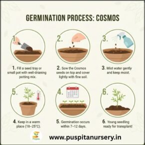 cosmos mixed Germination Process
