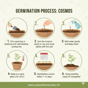 cosmos mixed Germination Process