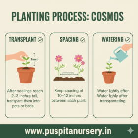cosmos mixed Planting Process