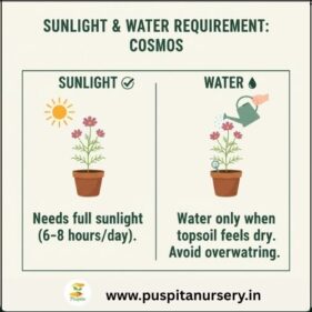 cosmos mixed Sunlight & Water Requirement