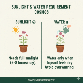 cosmos mixed Sunlight & Water Requirement