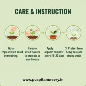 dahlia top star mixed Care & Instruction