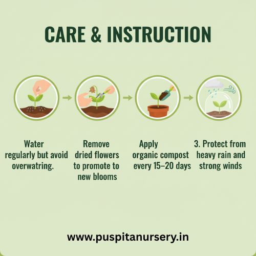 dahlia top star mixed Care & Instruction