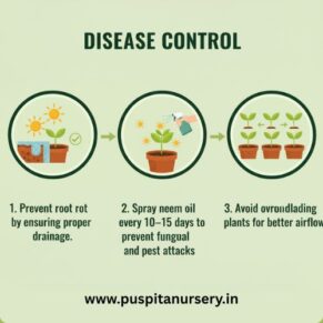 dahlia top star mixed Disease Control