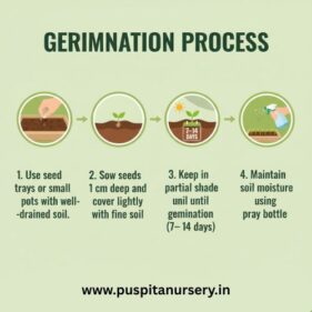 dahlia top star mixed Germination Process