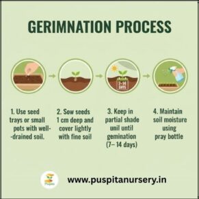 dahlia top star mixed Germination Process