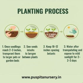 dahlia top star mixed Planting Process
