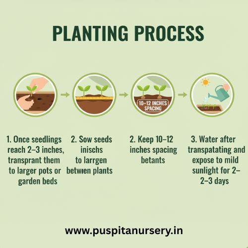 dahlia top star mixed Planting Process