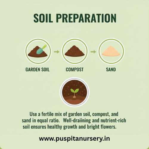 dahlia top star mixed Soil Preparation