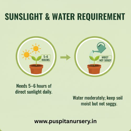 dahlia top star mixed Sunlight & Water Requirement