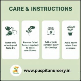 dianthus mixed Care & Instructions