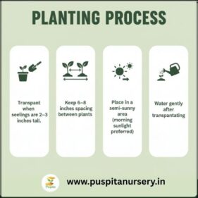 dianthus mixed Planting Process