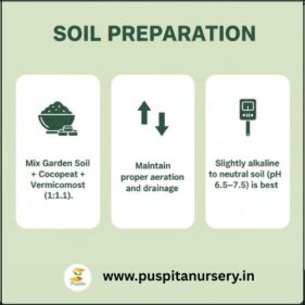 dianthus mixed Soil Preparation