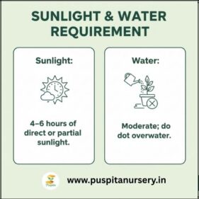 dianthus mixed Sunlight & Water Requirement