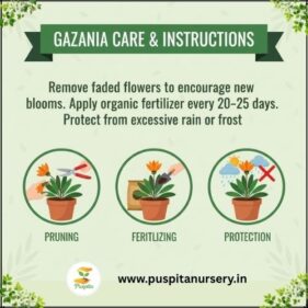 gazania mixed Care & Instructions