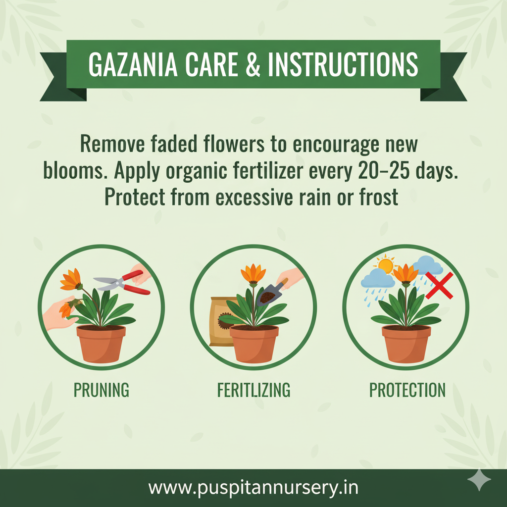 gazania mixed Care & Instructions