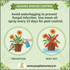 gazania mixed Disease Control