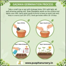 gazania mixed Germination Process
