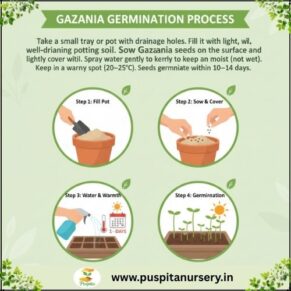 gazania mixed Germination Process