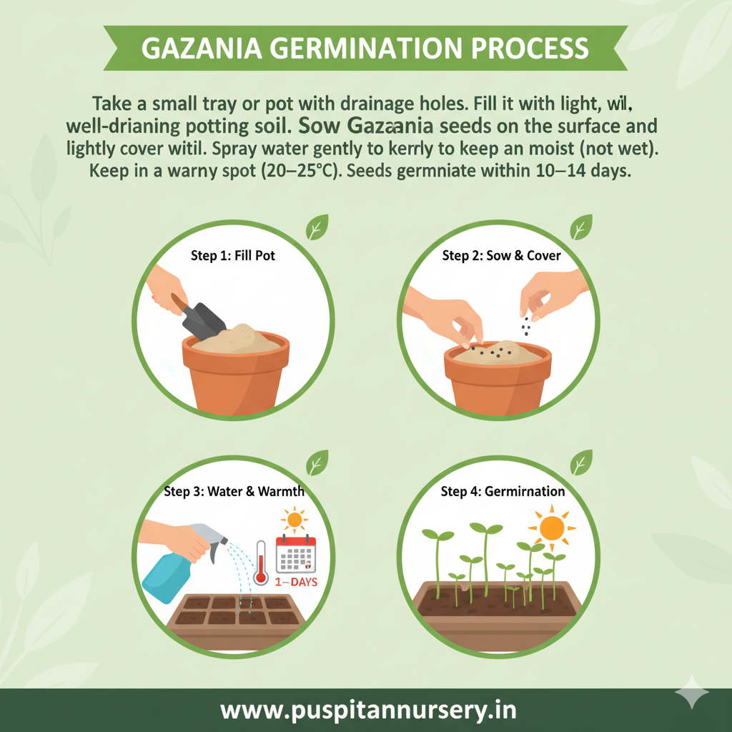 gazania mixed Germination Process