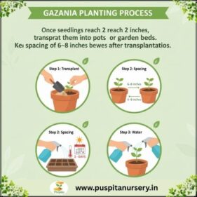 gazania mixed Planting Process