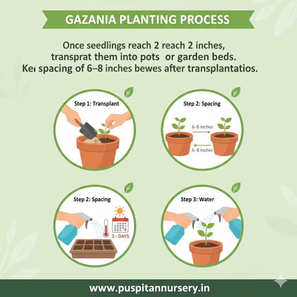 gazania mixed Planting Process