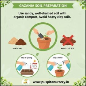 gazania mixed Soil Preparation