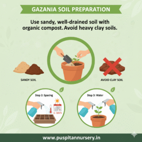 gazania mixed Soil Preparation