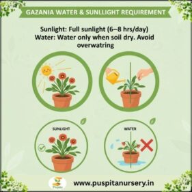 gazania mixaed Water & Sunlight Requirement