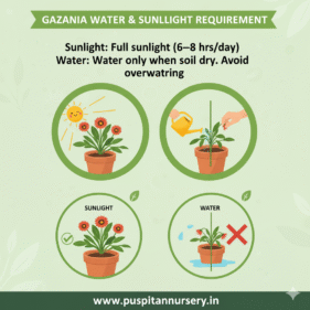 gazania mixed Water & Sunlight Requirement