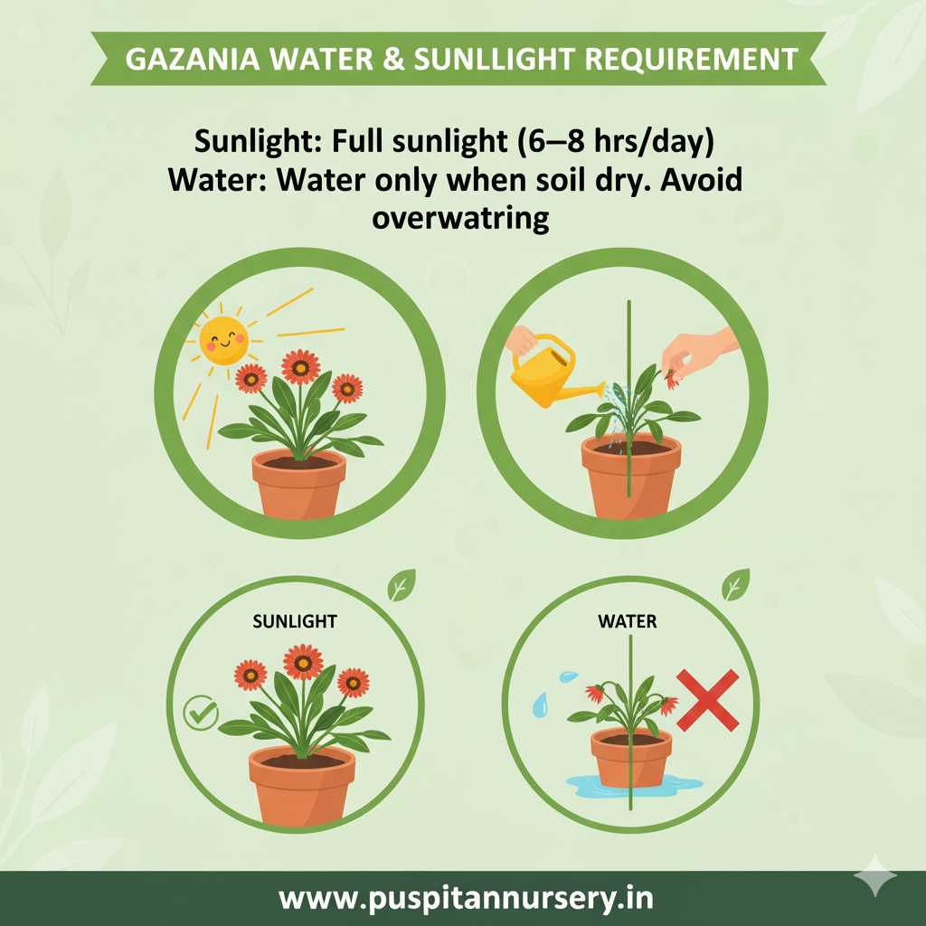 gazania mixed Water & Sunlight Requirement