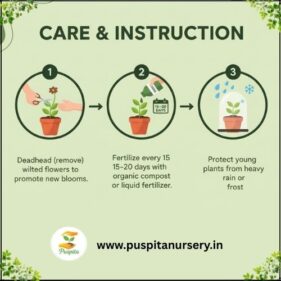 gold inca Care & Instruction