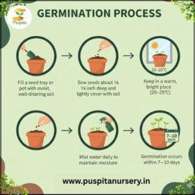 gold inca Germination Process