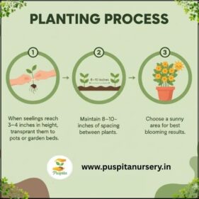 gold inca Planting Process