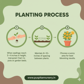 gold inca Planting Process