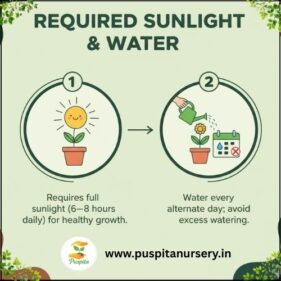 gold inca Required Sunlight & Water