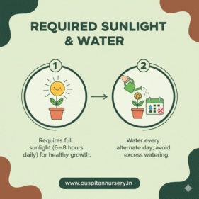 gold inca Required Sunlight & Water