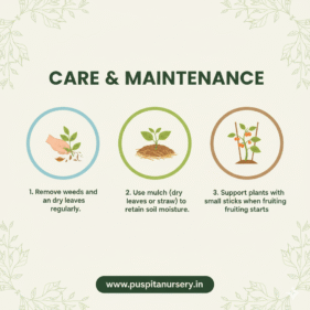 green capsicum Care & Maintenance