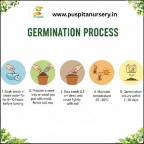 green capsicum Germination Process