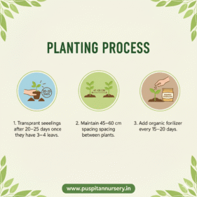 green capsicum Planting Process