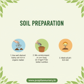 green capsicum Soil Preparation