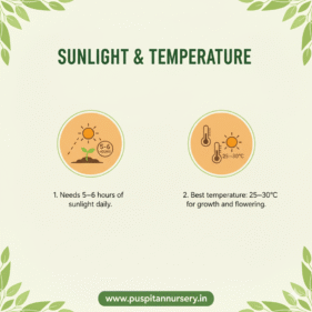green capsicum Sunlight & Temperature