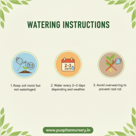 green capsicum Watering Instructions