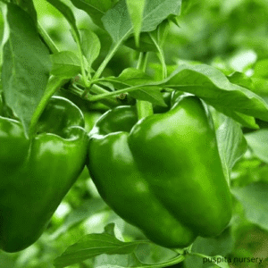 green cspsicum