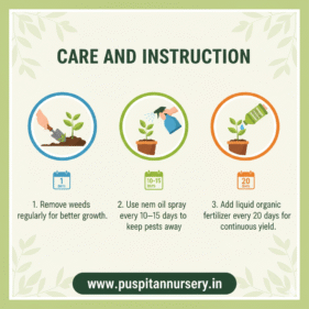 green long brinjol Care and Instruction