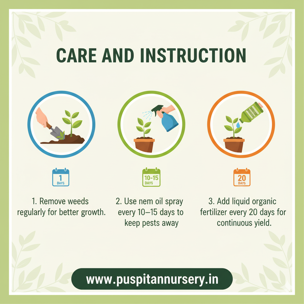 green long brinjol Care and Instruction