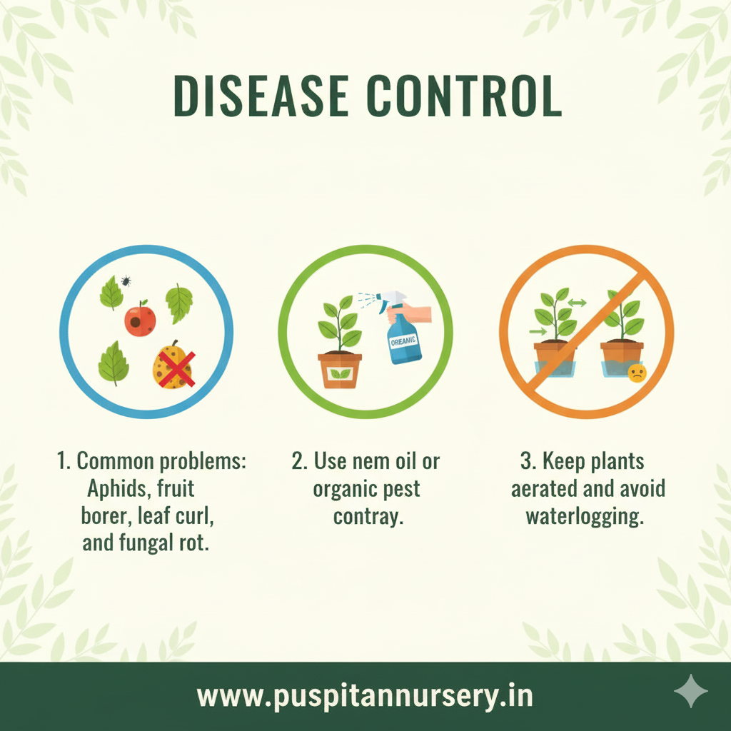 green long brinjol Disease Control